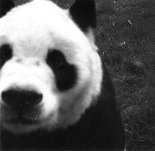 Grosser Panda, Giant panda, Da Xiong Mao, Ailuropoda melanoleuca