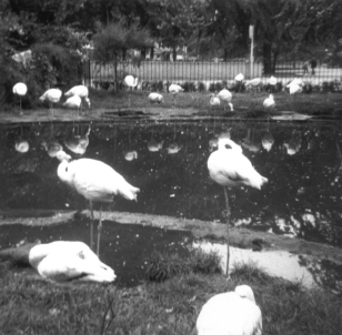Photo von Vögeln an einem Teich im Londoner Zoo. 1968.