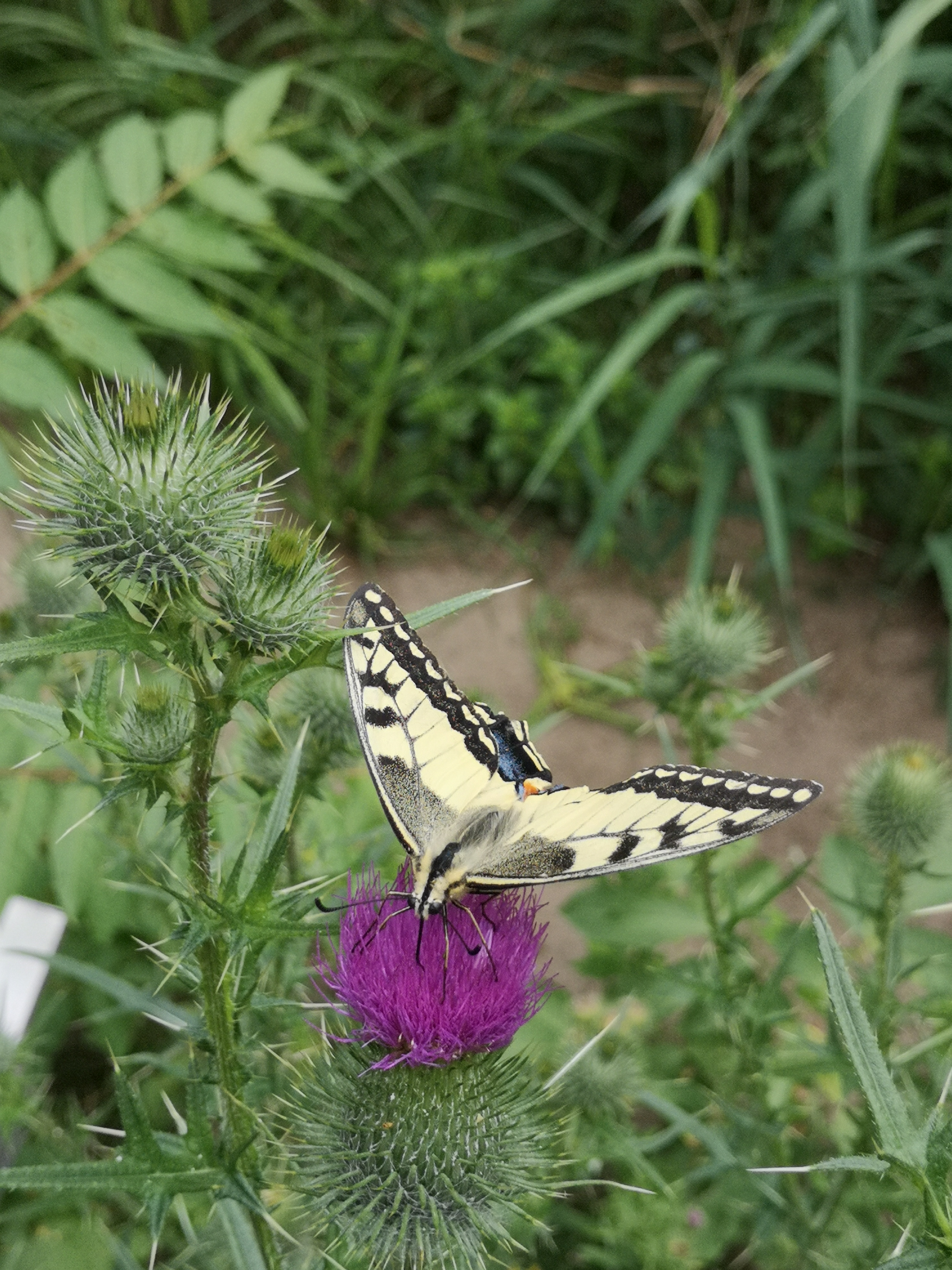 Farbfoto: Der Schmetterling Papilio machaon auf einer Distel im Volkspark Hasenheide in Berlin im Juli 2022. Fotograf: Erwin Thomasius.