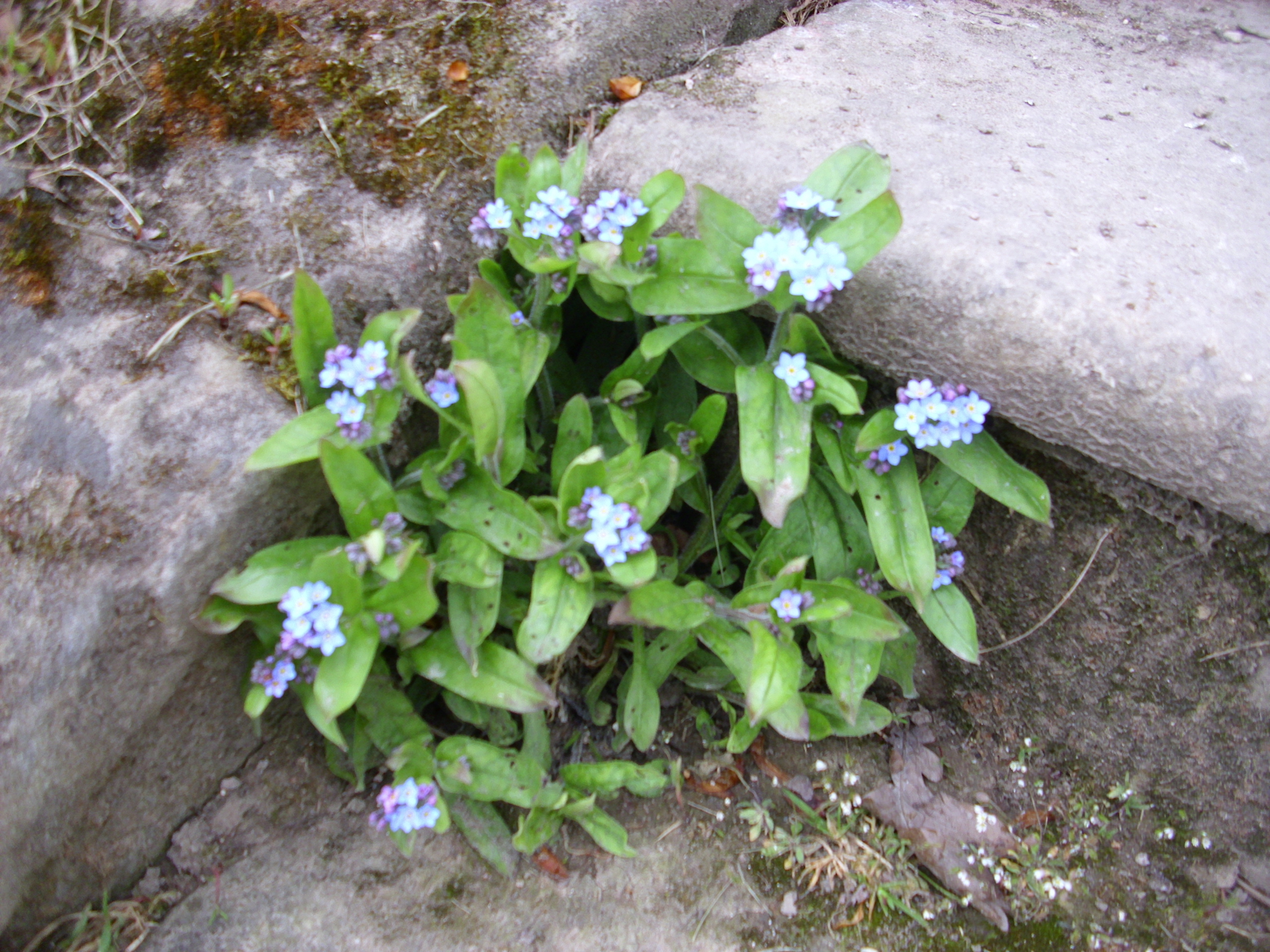 Farbfoto: Eine blaublühende Vergissmeinichtpflanze wächst aus der Steintreppe neben Goethes Gartenhaus im Park an der Ilm am 22. April im Jahre 2012. Fotograf: Bernd Paepcke