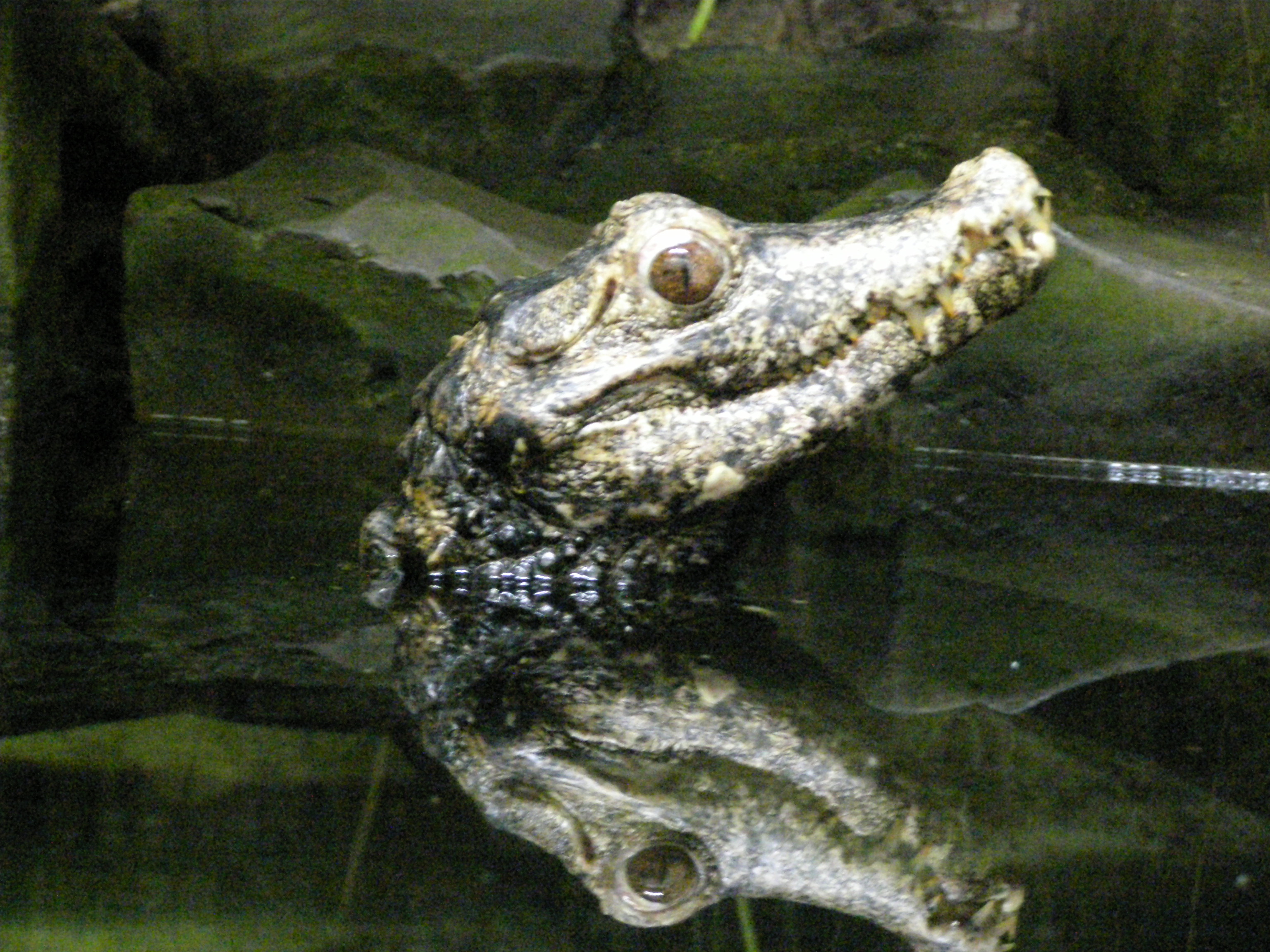 Farbphoto von einem Krokodil und von seinem Spiegelbild auf der Wasseroberfläche in einem Aquaterrarium im Berliner Aquarium im Jahre 2008. Photographin: Luise Müller.