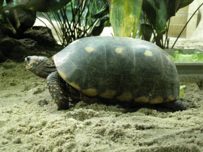 Farbphoto von einer Landschildkröte im Berliner Aquarium im Jahre 2008. Photographin: Luise Müller.