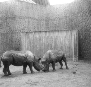 Photo von zwei Nashörnern im Londoner Zoo. 1968.