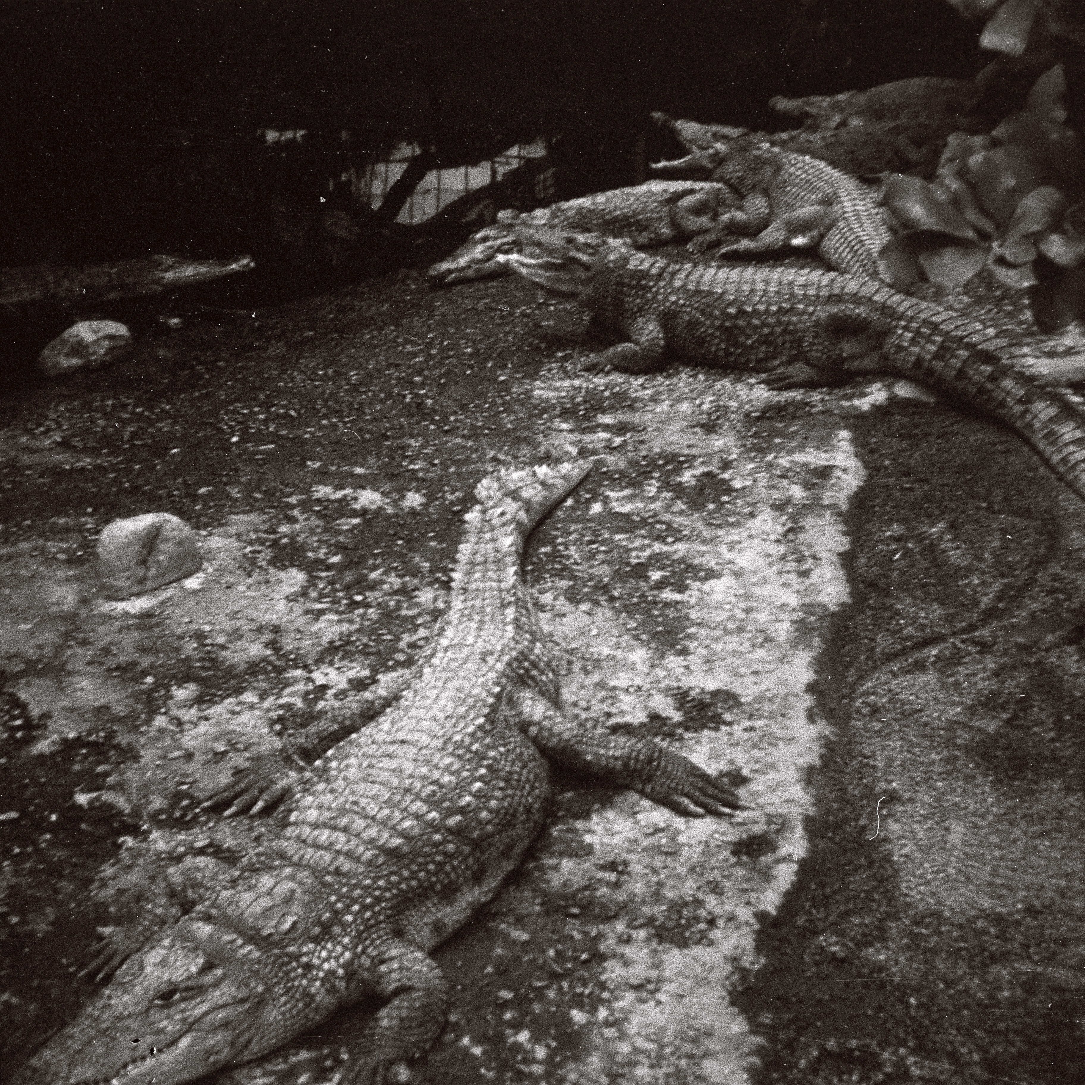 Photo: Blick von der Fußgängerbrücke in dem Aquaterrarium im Zoo-Aquarium aus hinunter zu den Krokodilen. In Berlin(West). Im Jahr 1967. Photograph: Erwin Thomasius.