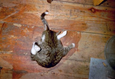 Farbphoto von der Katze Carton auf dem Holzfussboden von  dem Atelier von Kim Hartley im Berliner Bezirk Neukölln im Jahr 2004. Photo: Kim Hartley.
