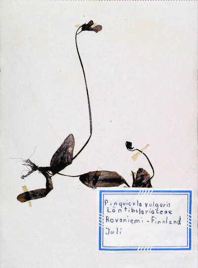 In Finnland nördlich von Rovaniemi gefundenes und anschließend gepresstes und getrocknetes Gemeines Fettkraut in meinem Herbarium aus dem Jahre 1966. Erwin Thomasius.