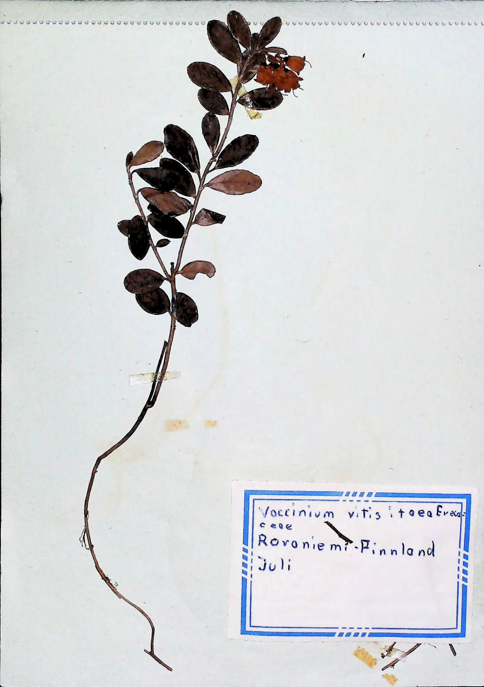 In Finnland nördlich von Rovaniemi im Juli des Jahres 1966 gefundene und anschließend gepresste und getrocknete Pflanze in meinem Herbarium aus dem Jahre 1966. Erwin Thomasius.