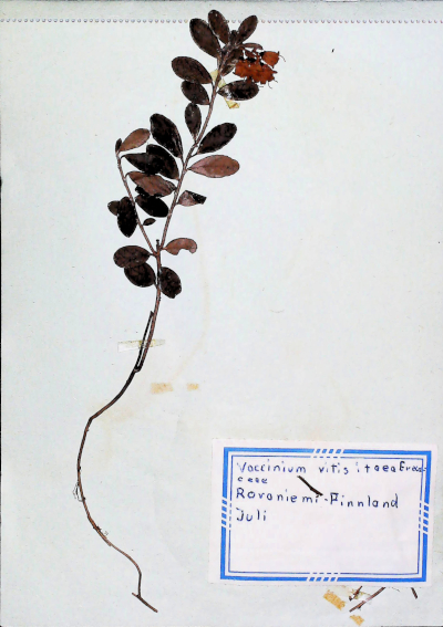 In Finnland nördlich von Rovaniemi gefundene und anschließend gepresste und getrocknete Pflanze in meinem Herbarium aus dem Jahre 1966. Erwin Thomasius.