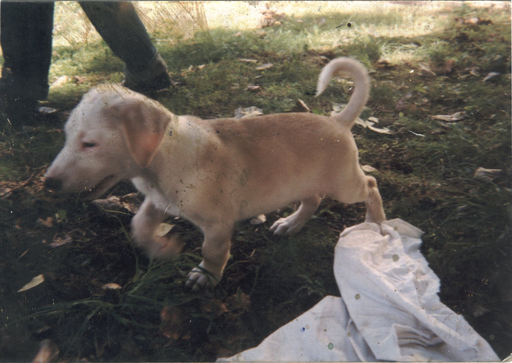 Photo von Ralf Splettstoessers Hund Ganesh als Welpe am 22. Juli 1999 im Berliner Bezirk Friedrichshain.
