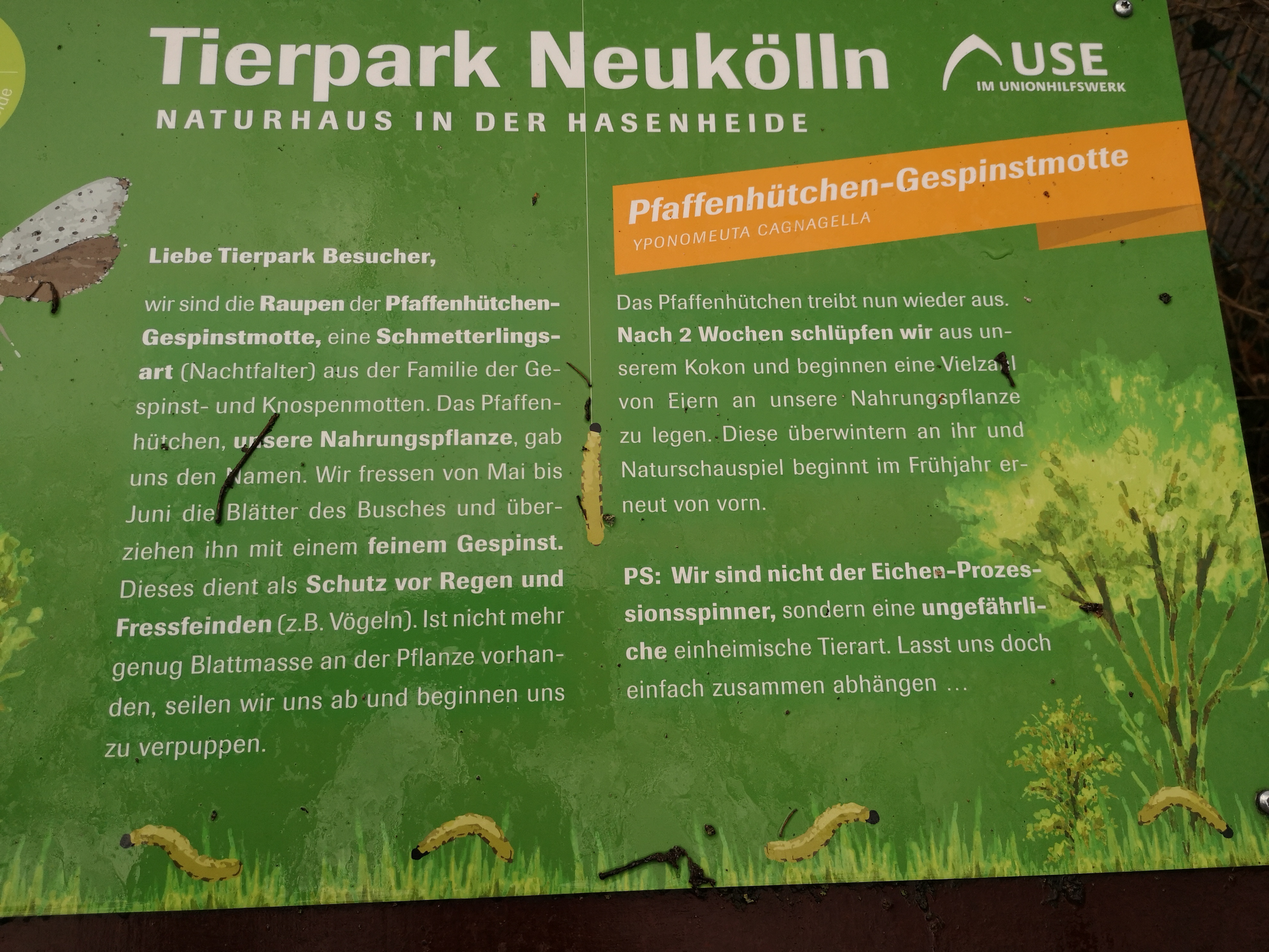 Farbfoto: Informationstafel über die alljährlichen Gespinnste an Bäumen im Mai und Juni. Im Tierpark Neukölln im Volkspark Hasenheide im Bezirk Neukölln in Berlin. Juni 2021. Fotograf: Erwin Thomasius.