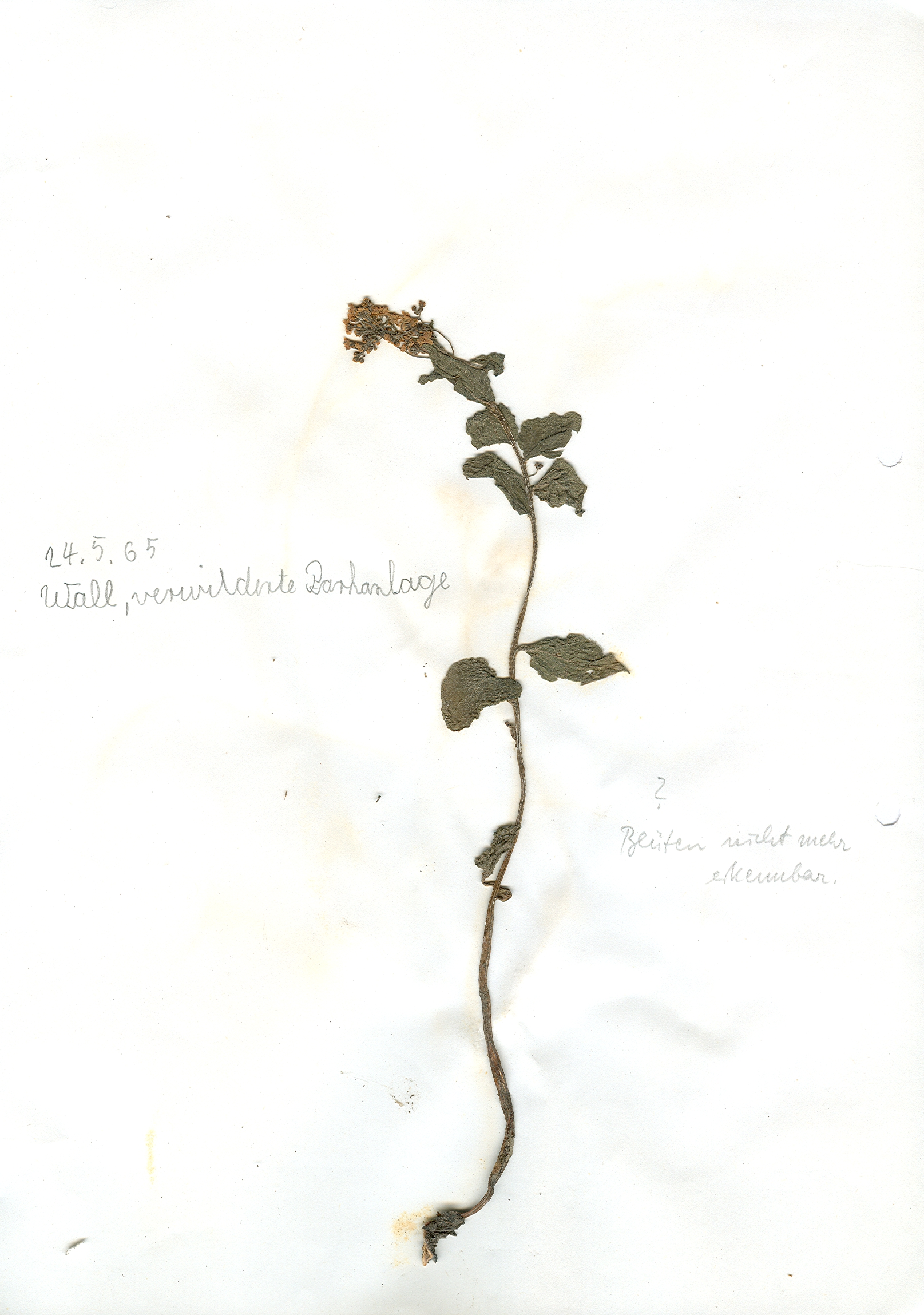 In Hildesheim in einer verwilderten Parkanlage auf dem Wall gefundene und anschließend gepresste und getrocknete Pflanze in meinem Herbarium aus dem Jahre 1965. Erwin Thomasius.