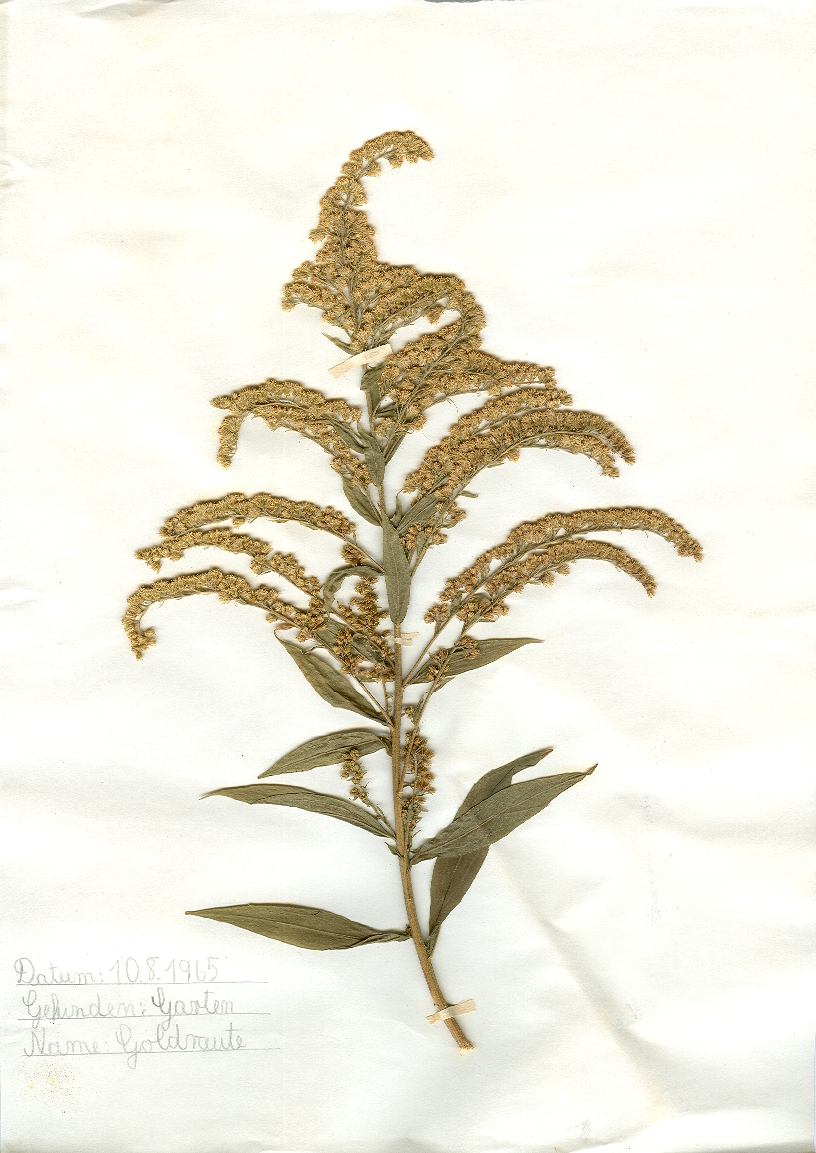 In einem Garten in Hildesheim gefundene und anschließend gepresste und getrocknete Goldraute in meinem Herbarium aus dem Jahre 1965. Erwin Thomasius.