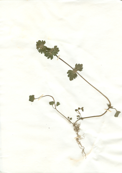 Irgendwo gefundene und anschließend gepresste und getrocknete Pflanze in meinem Herbarium aus dem Jahre 1965. Erwin Thomasius.