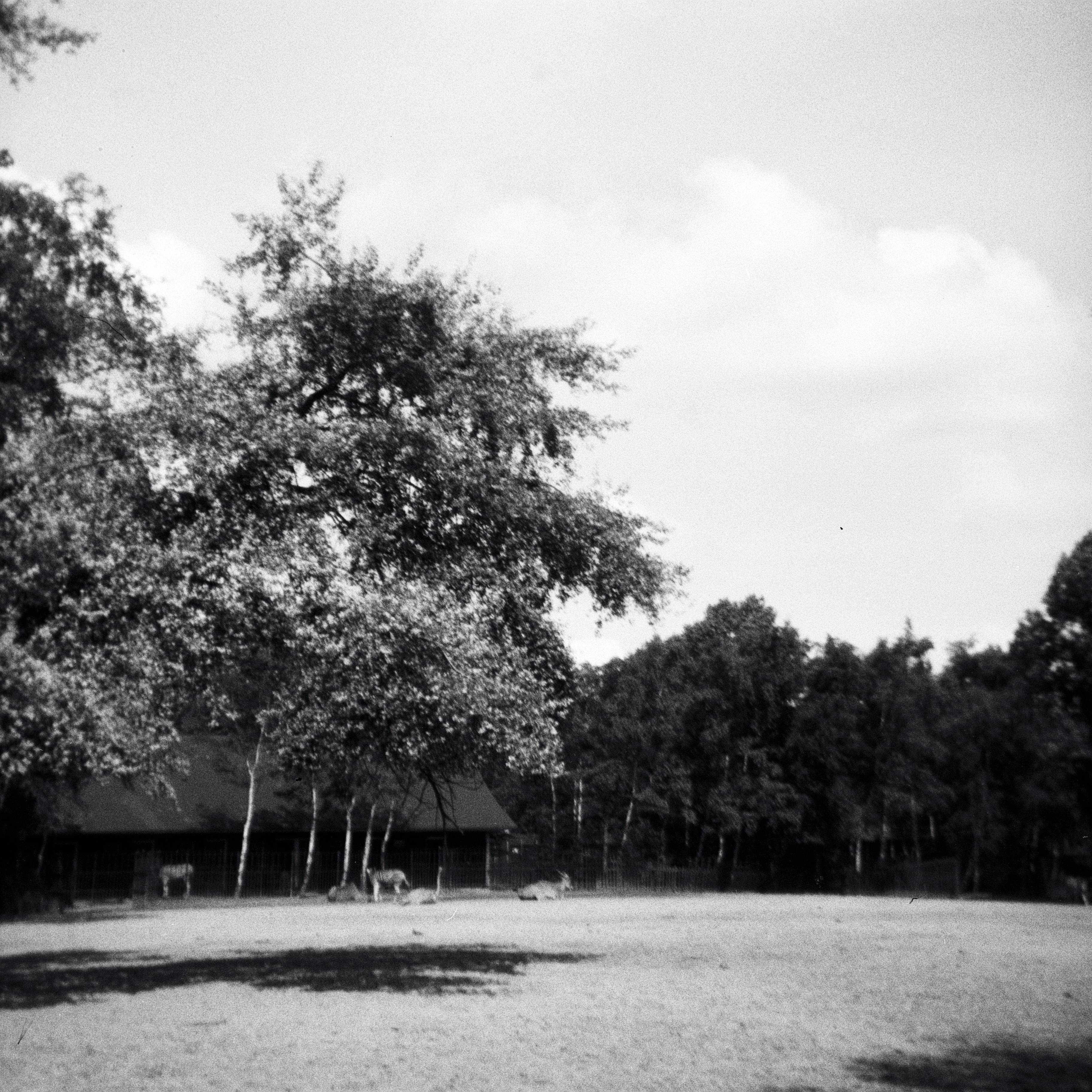 Foto von einem großen Tiergehege im Rotterdamer Zoo. 1966.