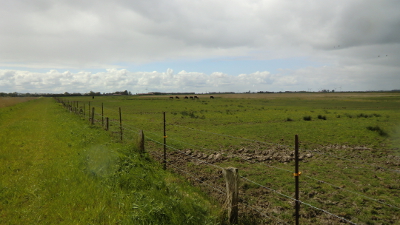 Foto von nachgezüchteten Auerochsen in Uhlsmeer bei Groß Midlum im Mai des Jahres 2016. Fotografin: I.O.