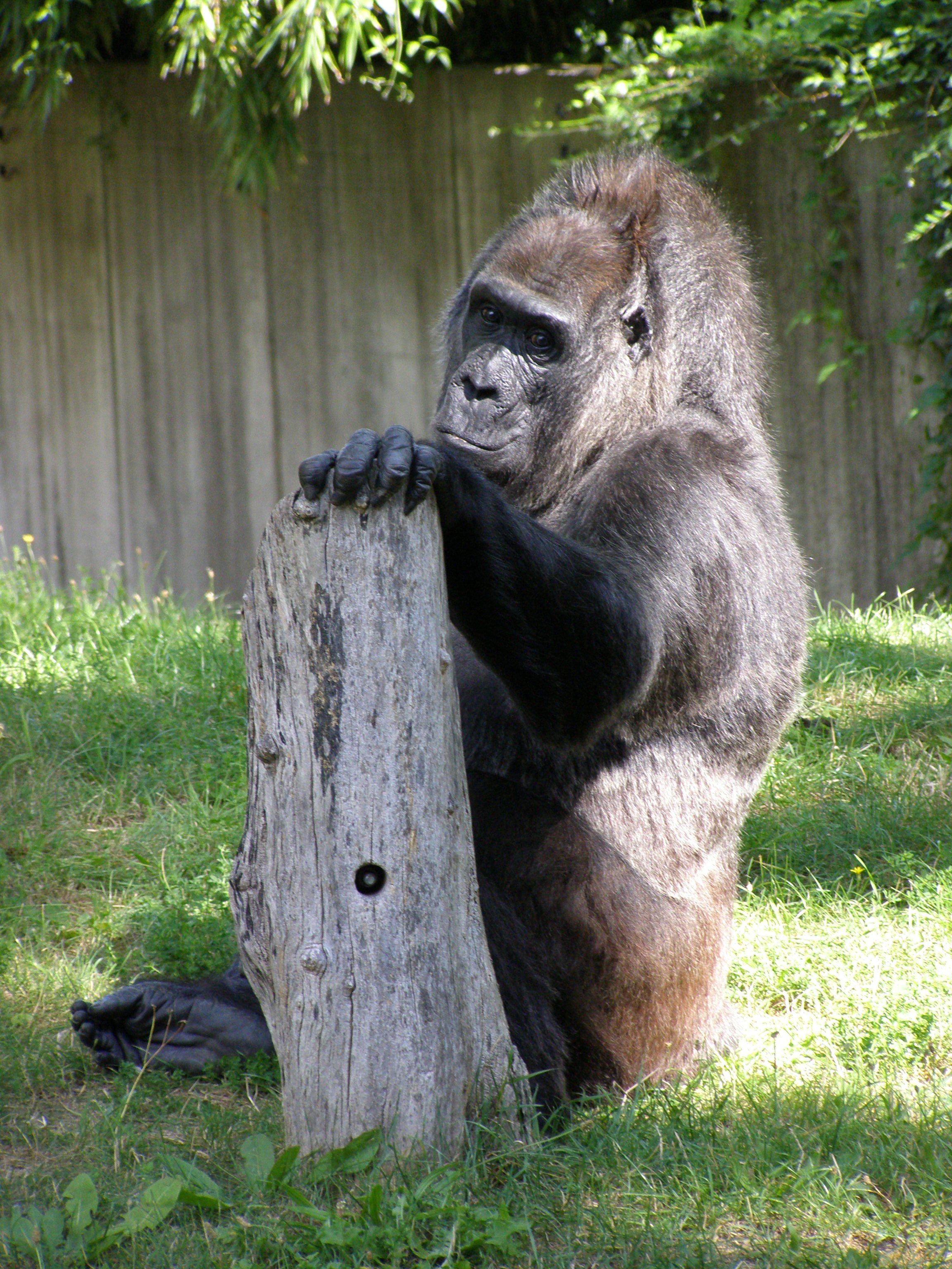 Farbphoto von einem Gorilla im Berliner Zoologischen Garten im Jahre 2008. Photographin: Luise Müller.